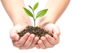 tree growing in hands